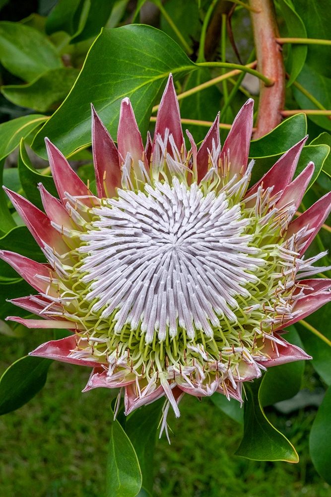 King Protea flower art print by Jim Engelbrecht for $57.95 CAD