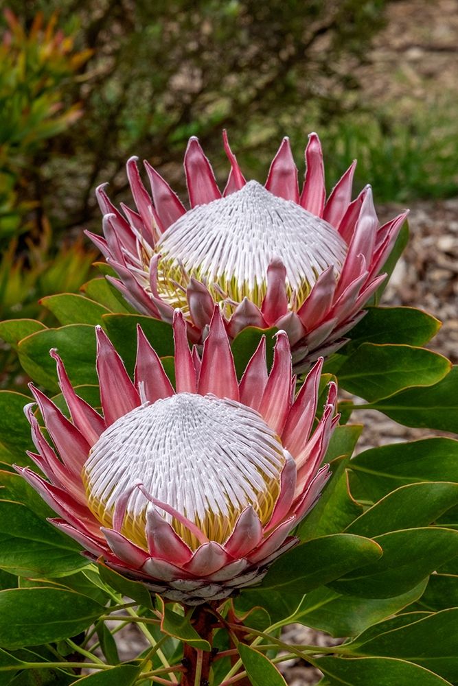 King Protea flower art print by Jim Engelbrecht for $57.95 CAD