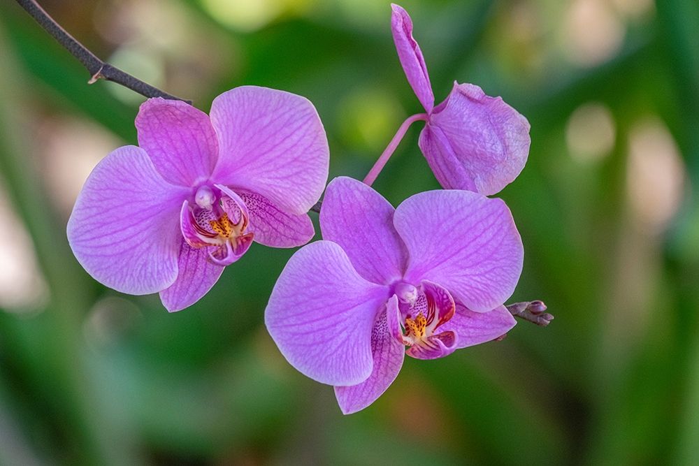 Moth Orchid art print by Jim Engelbrecht for $57.95 CAD