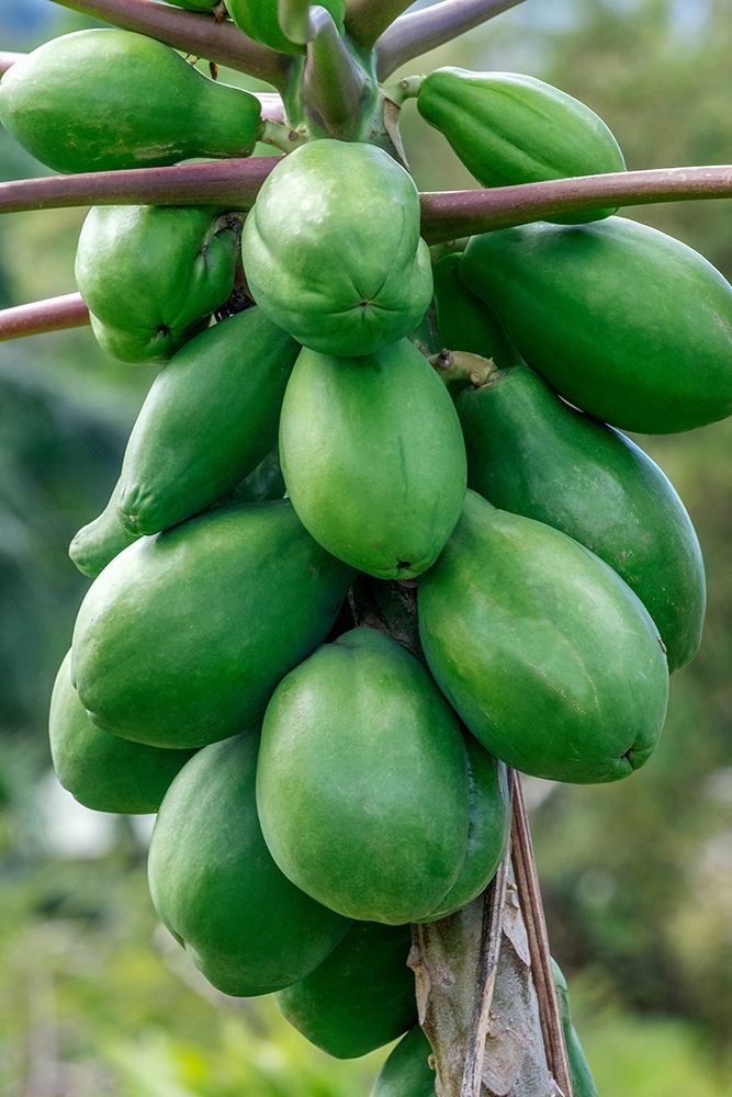 Papaya tree art print by Jim Engelbrecht for $57.95 CAD