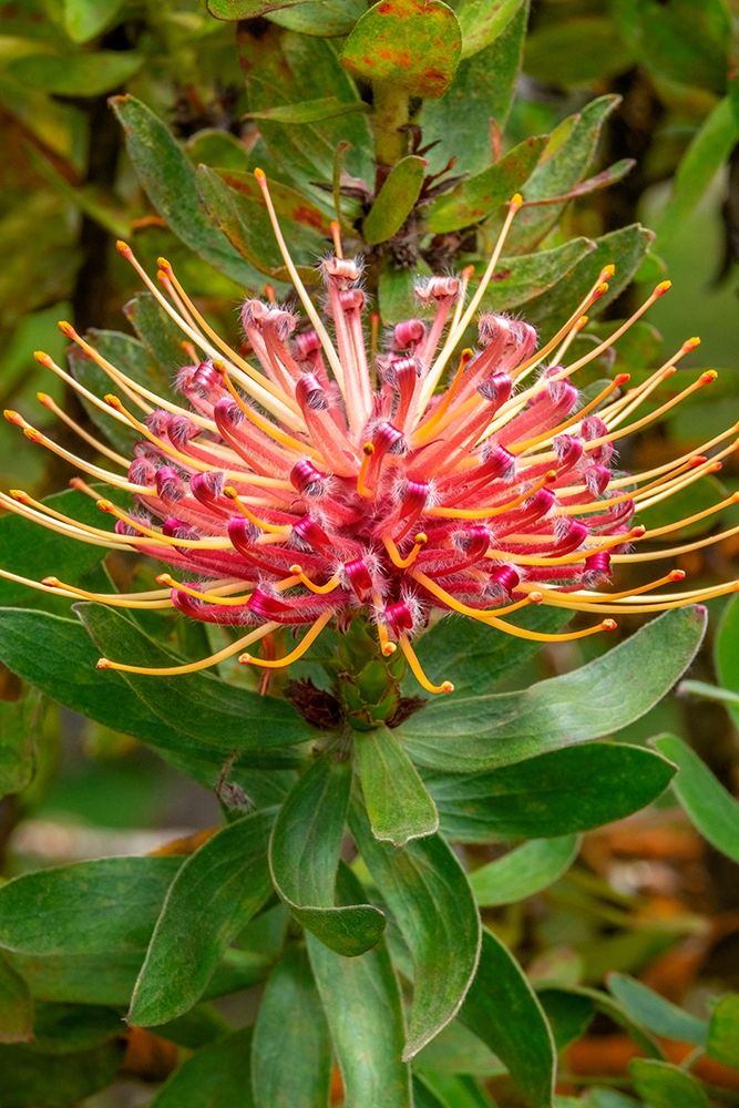 Pincushion flower art print by Jim Engelbrecht for $57.95 CAD