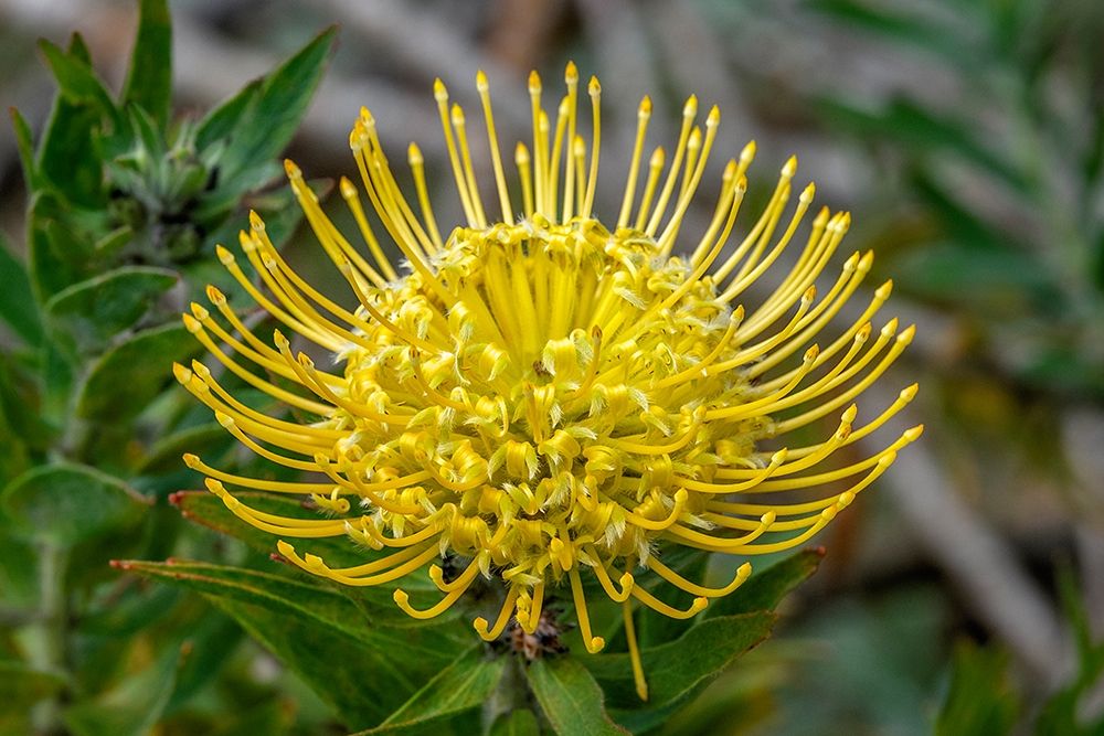 Pincushion flower art print by Jim Engelbrecht for $57.95 CAD
