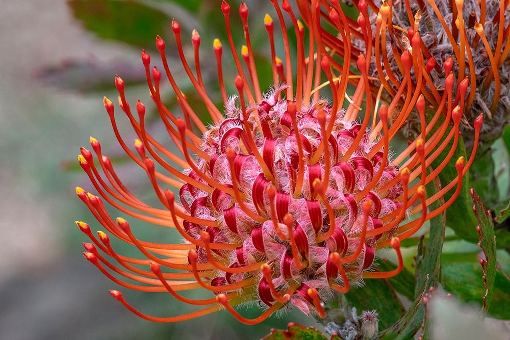 Pincushion flower art print by Jim Engelbrecht for $57.95 CAD