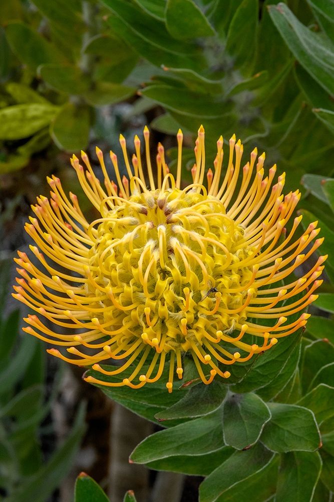 Pincushion flower art print by Jim Engelbrecht for $57.95 CAD