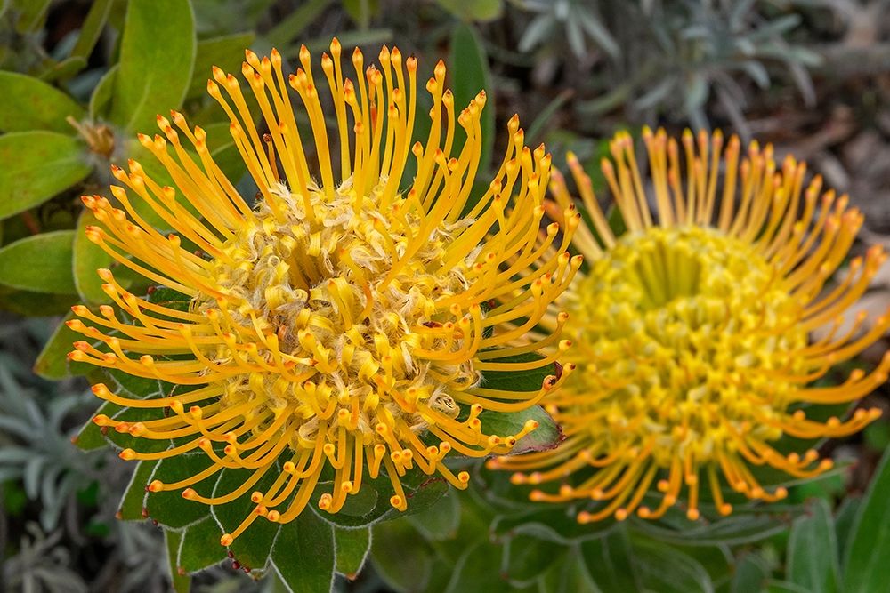 Pincushion flower art print by Jim Engelbrecht for $57.95 CAD