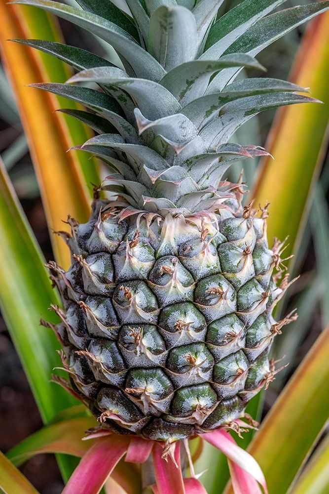 Pineapple plant art print by Jim Engelbrecht for $57.95 CAD