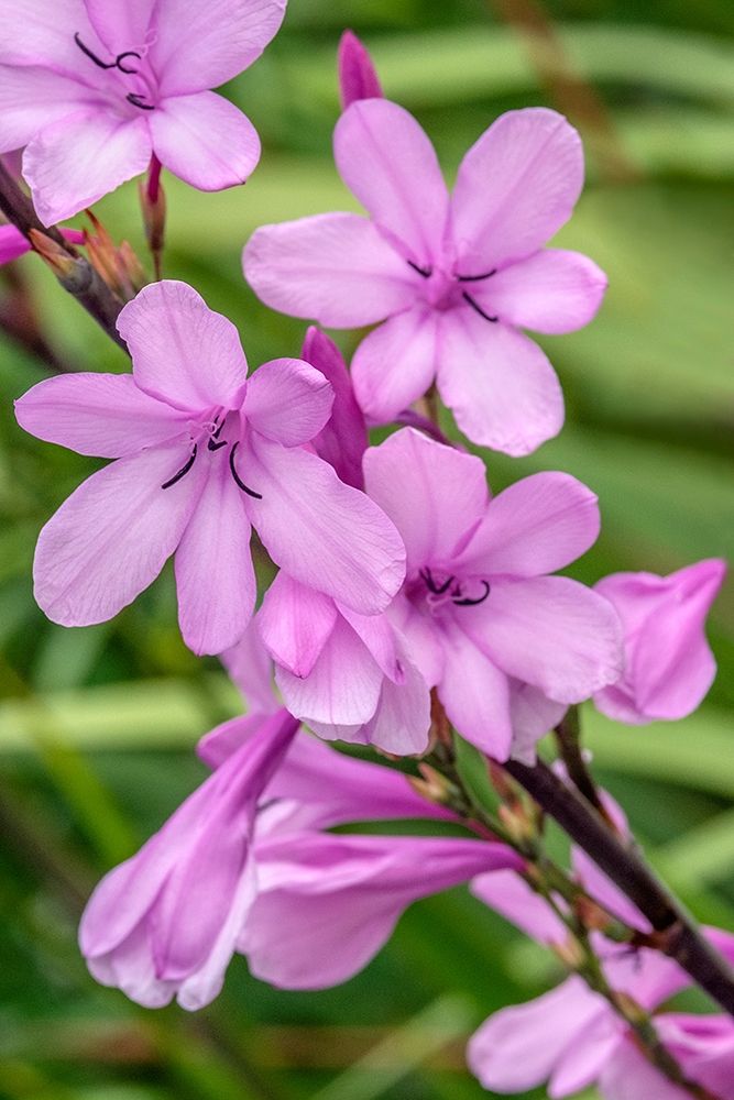 Pink Gladiolus art print by Jim Engelbrecht for $57.95 CAD