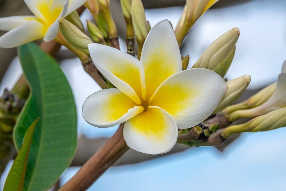 Plumeria art print by Jim Engelbrecht for $57.95 CAD