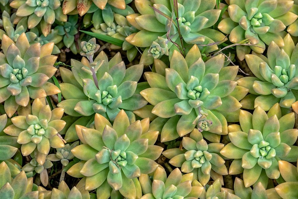 Powdery liveforever-succulent art print by Jim Engelbrecht for $57.95 CAD