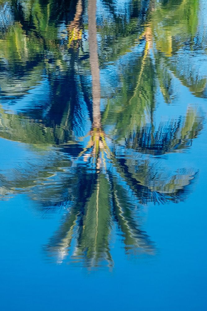 Reflection of palm trees on water art print by Jim Engelbrecht for $57.95 CAD