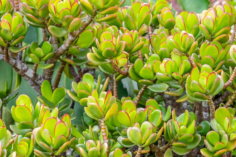 Stonecrop art print by Jim Engelbrecht for $57.95 CAD