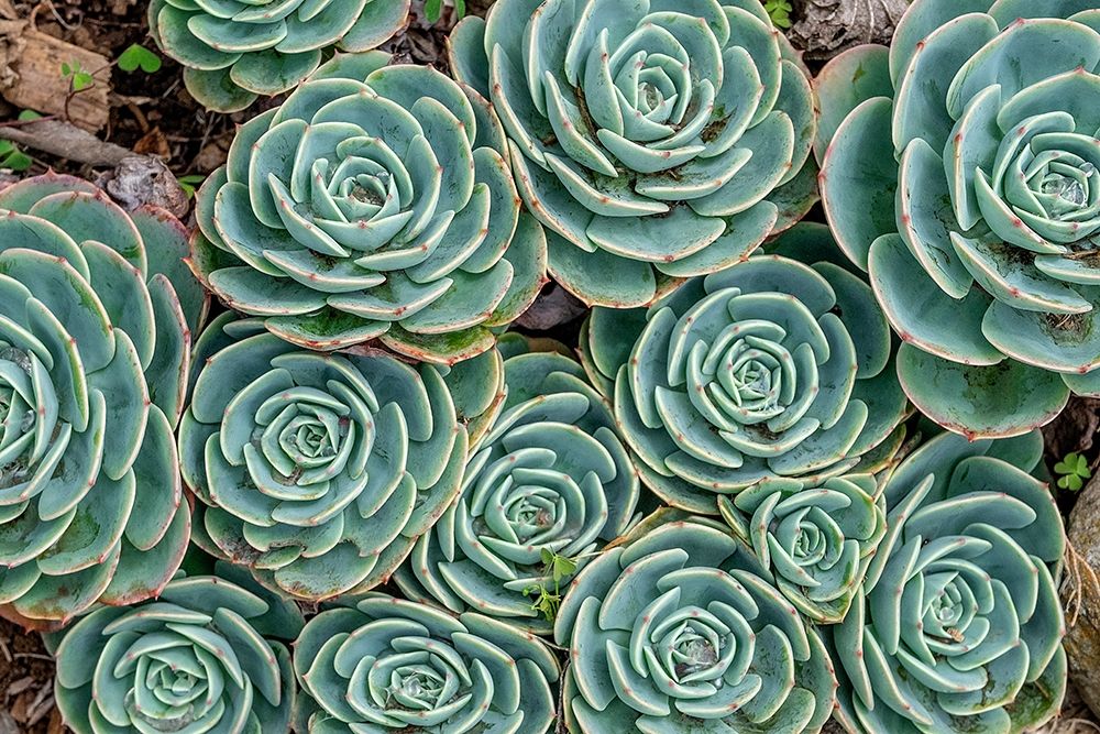 Stonecrop plant-Echeveria art print by Jim Engelbrecht for $57.95 CAD