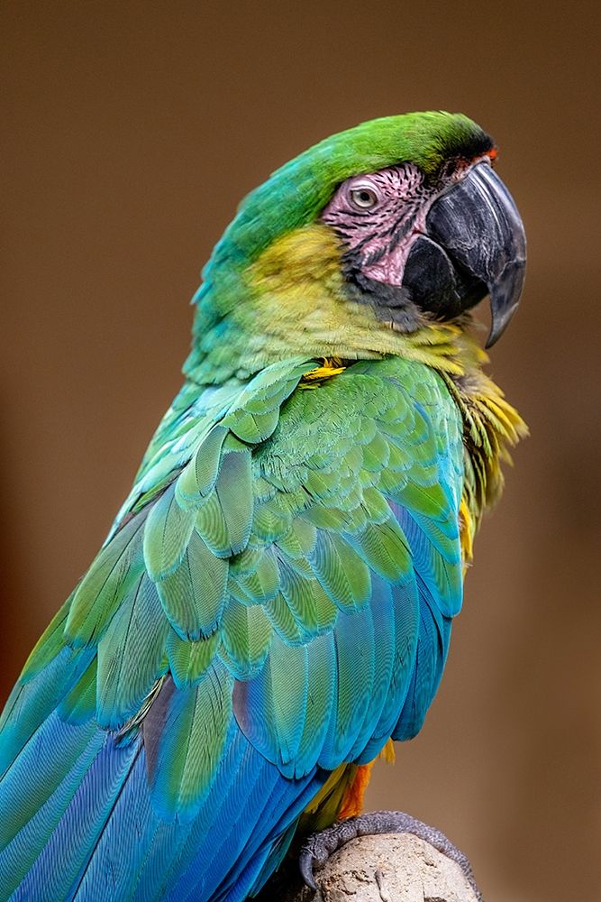 The Dominican green-and-yellow macaw art print by Jim Engelbrecht for $57.95 CAD