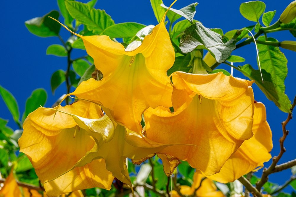 Yellow Angels Trumpet art print by Jim Engelbrecht for $57.95 CAD