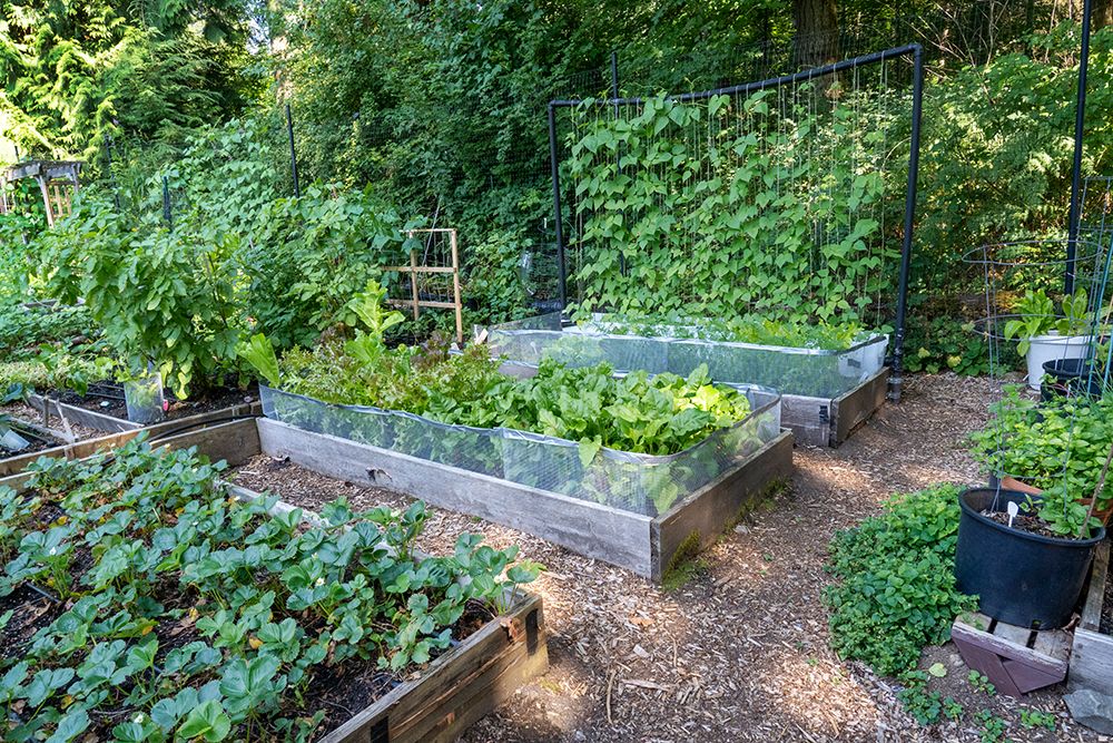 Raised garden beds in a community garden containing strawberries-Chioggia beets-lettuce and pole be art print by Janet Horton for $57.95 CAD