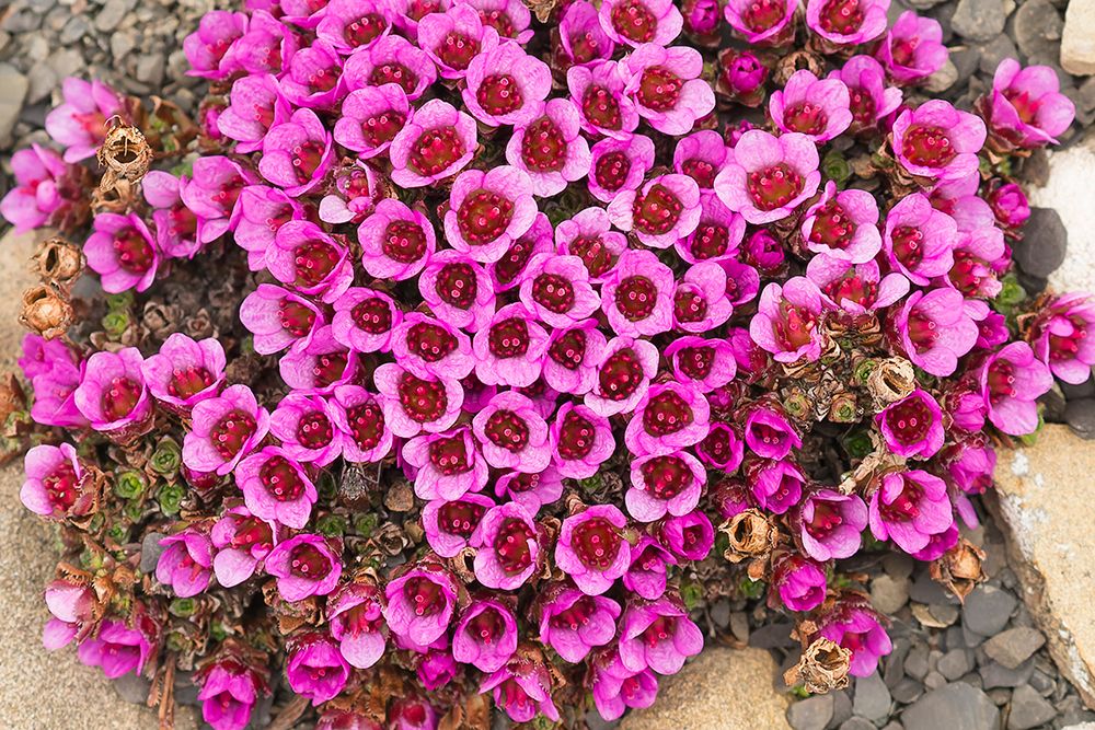 Purple saxifrage, aka purple Mountain Saxifrage. Arctic Ocean, Svalbard, Norway. art print by Joe and Maryann McDonald for $57.95 CAD