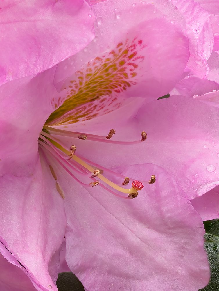 Rhododendron flower art print by Jamie and Judy Wild for $57.95 CAD