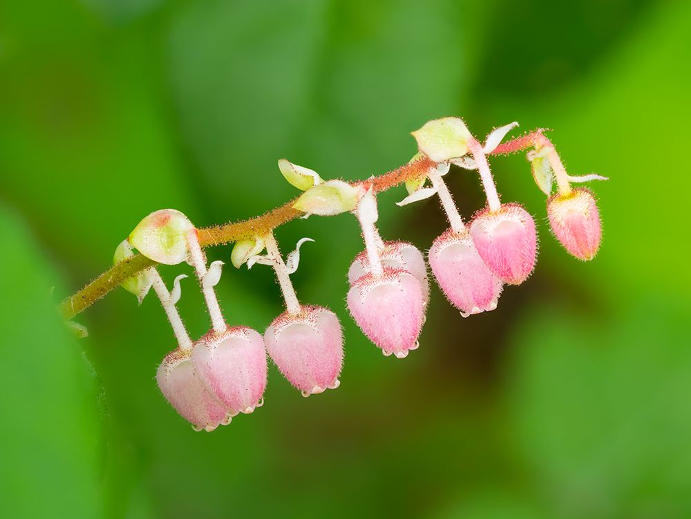 Salal flowers art print by Jamie and Judy Wild for $57.95 CAD