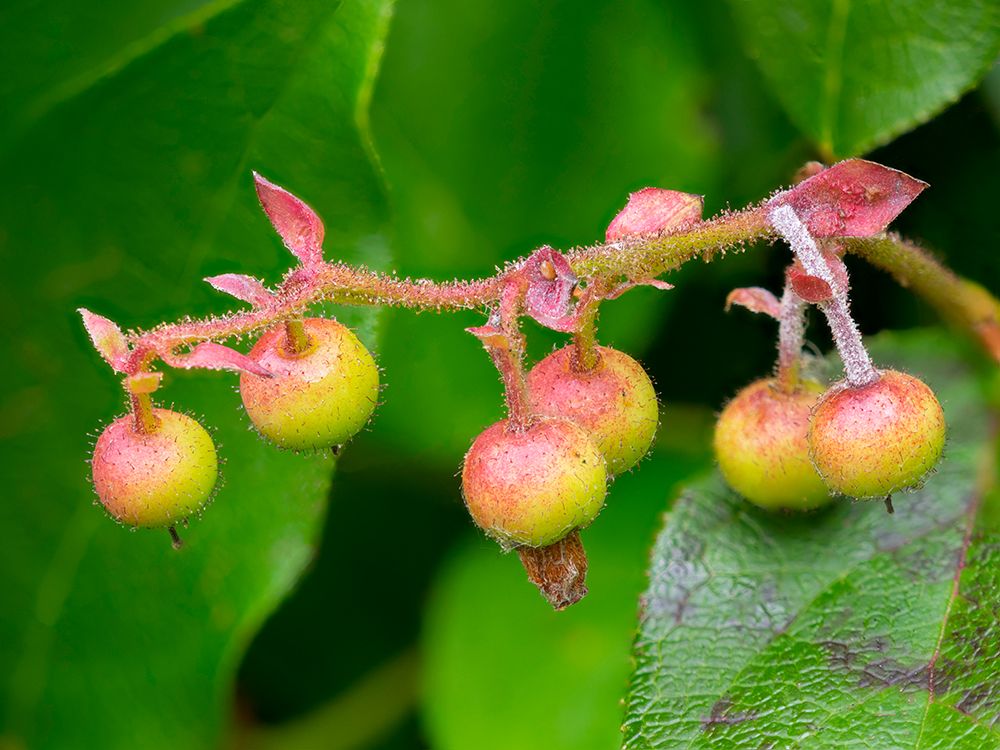 Salal berries art print by Jamie and Judy Wild for $57.95 CAD