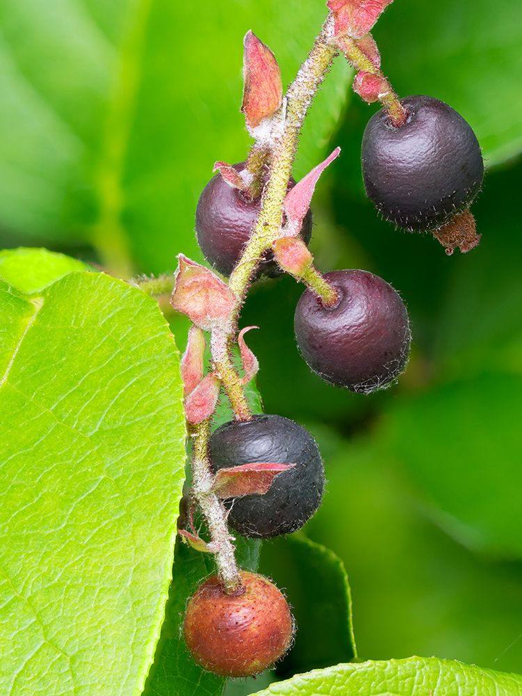 Salal berries art print by Jamie and Judy Wild for $57.95 CAD