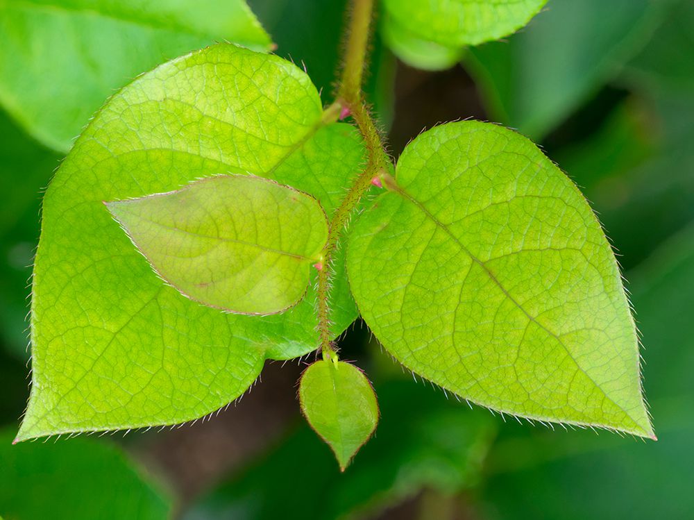 Salal leaves art print by Jamie and Judy Wild for $57.95 CAD
