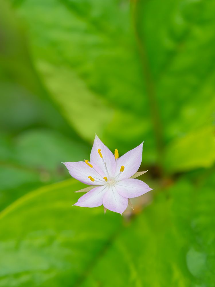 Star flower art print by Jamie and Judy Wild for $57.95 CAD