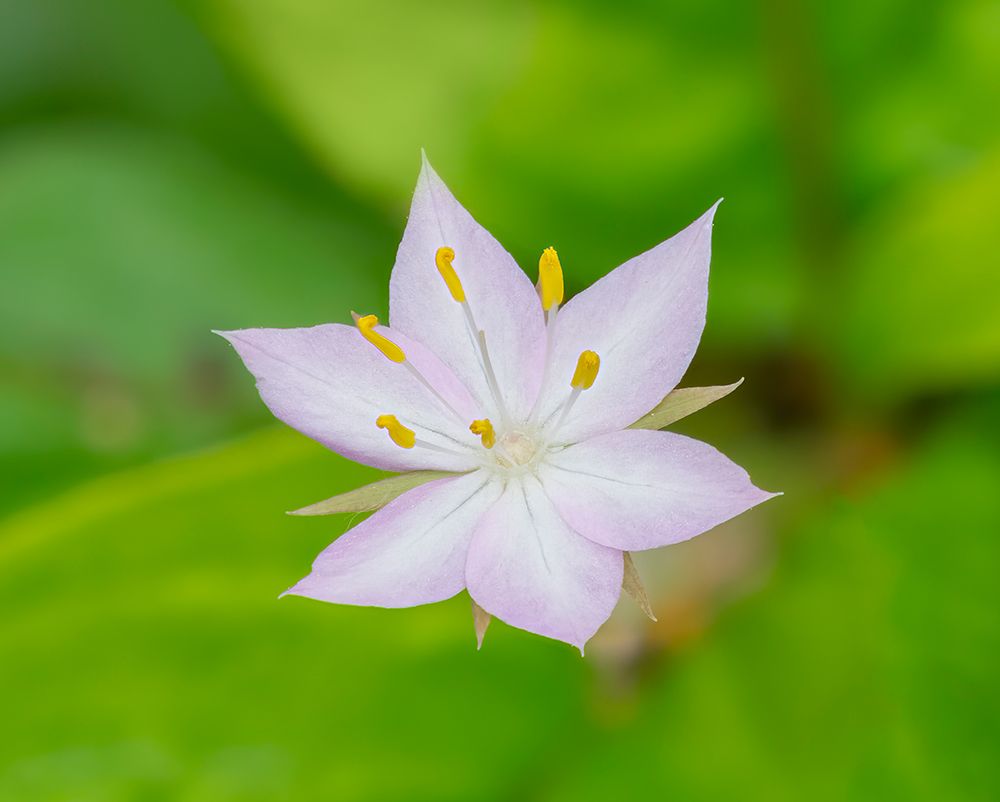 Star flower art print by Jamie and Judy Wild for $57.95 CAD
