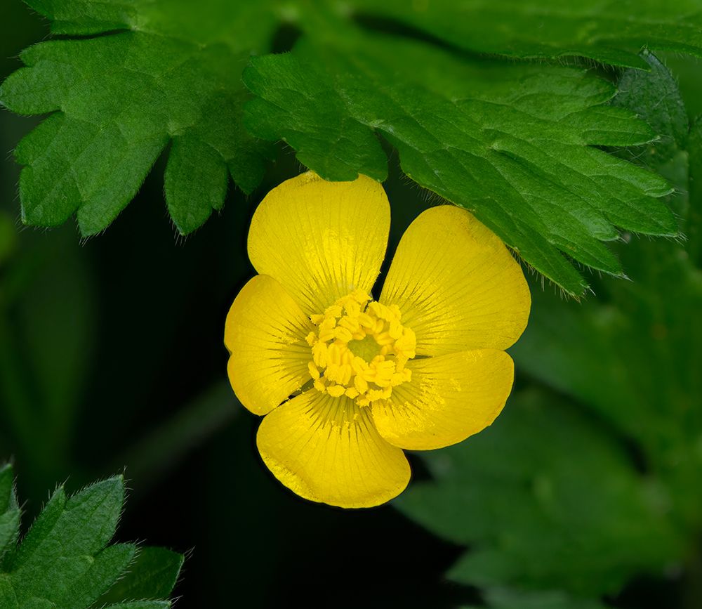 Creeping Buttercup art print by Jamie and Judy Wild for $57.95 CAD