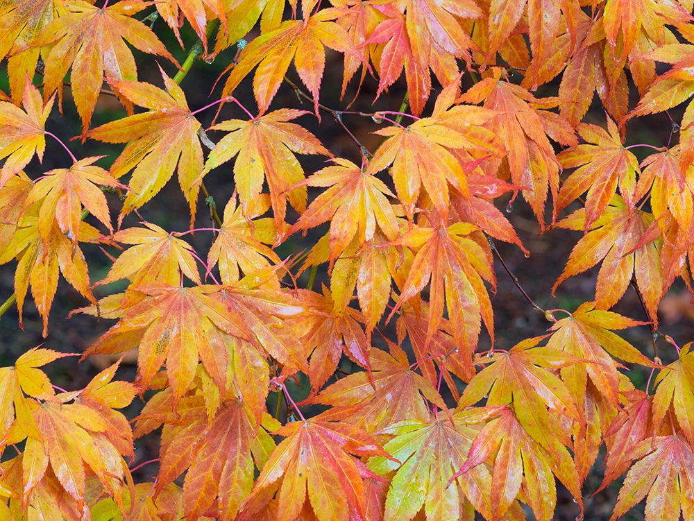 Maple leaves art print by Jamie and Judy Wild for $57.95 CAD