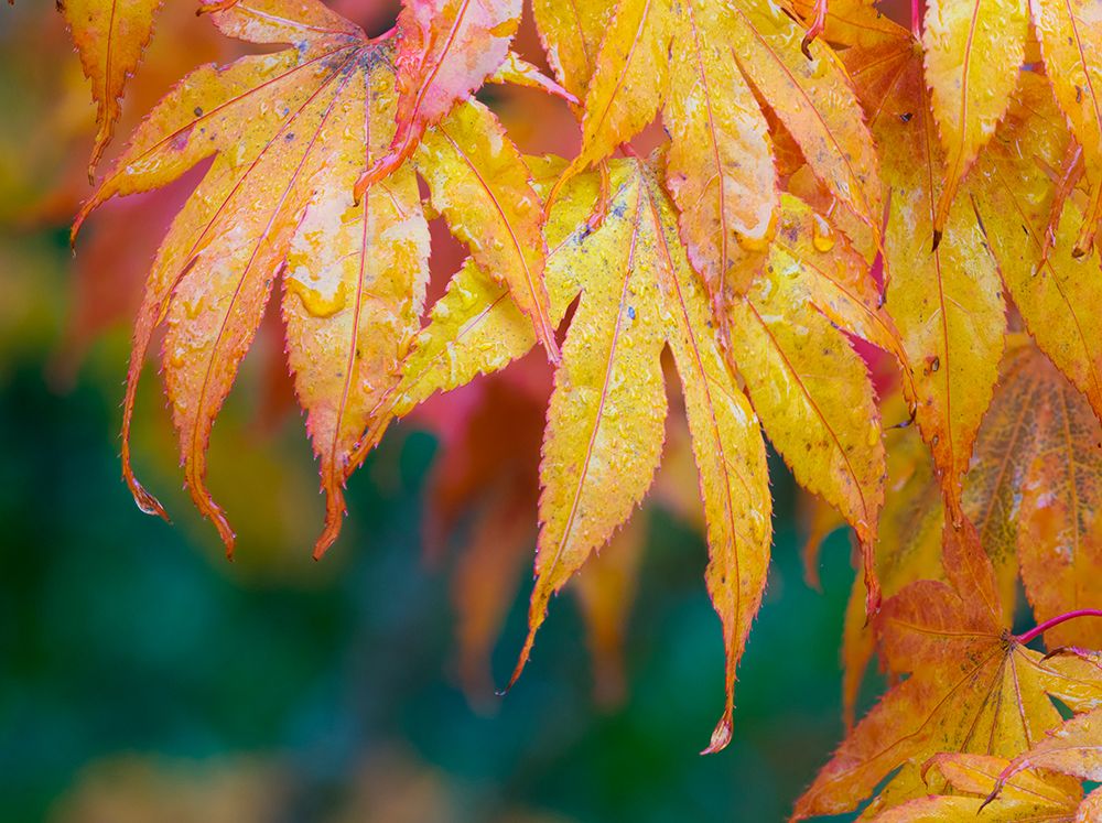 Maple leaves art print by Jamie and Judy Wild for $57.95 CAD