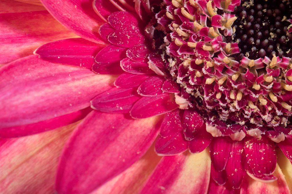 Close-up image of a red Gerber Daisy art print by Karen Ann Sullivan for $57.95 CAD