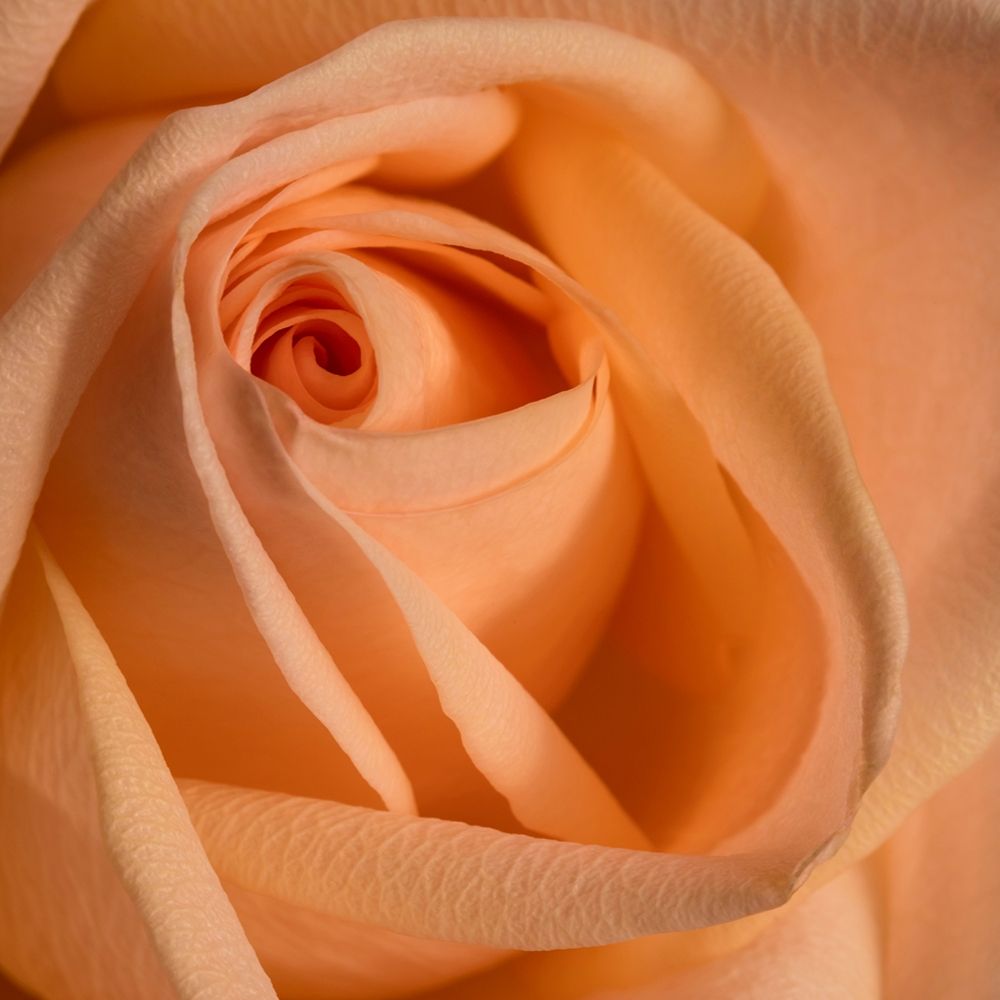 Close-up image of a rose art print by Karen Ann Sullivan for $57.95 CAD