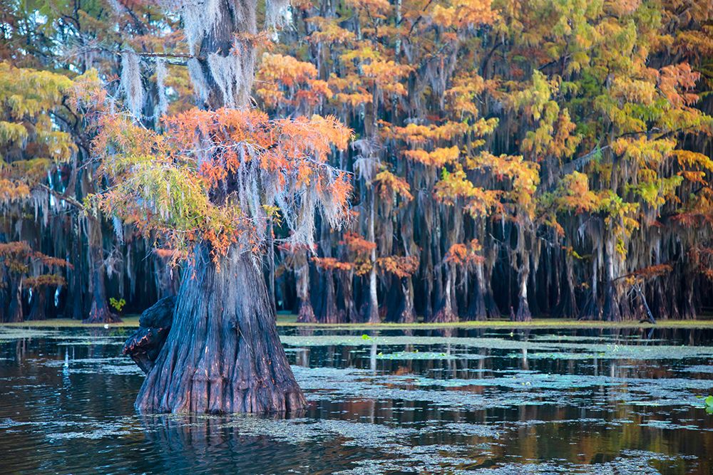 Bald cypress in autumn color art print by Larry Ditto for $57.95 CAD