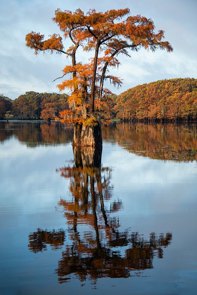 Bald cypress in autumn color art print by Larry Ditto for $57.95 CAD
