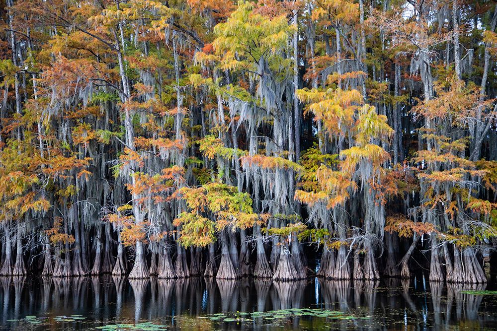 Bald cypress trees and water lilies at Caddo Lake- Texas art print by Larry Ditto for $57.95 CAD