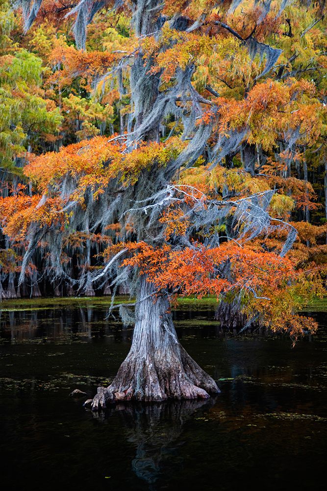 Bald cypress and Spanish moss in autumn color art print by Larry Ditto for $57.95 CAD