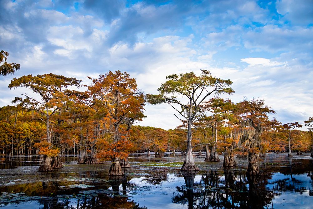 Bald cypress in autumn color at Caddo Lake- Texas. art print by Larry Ditto for $57.95 CAD