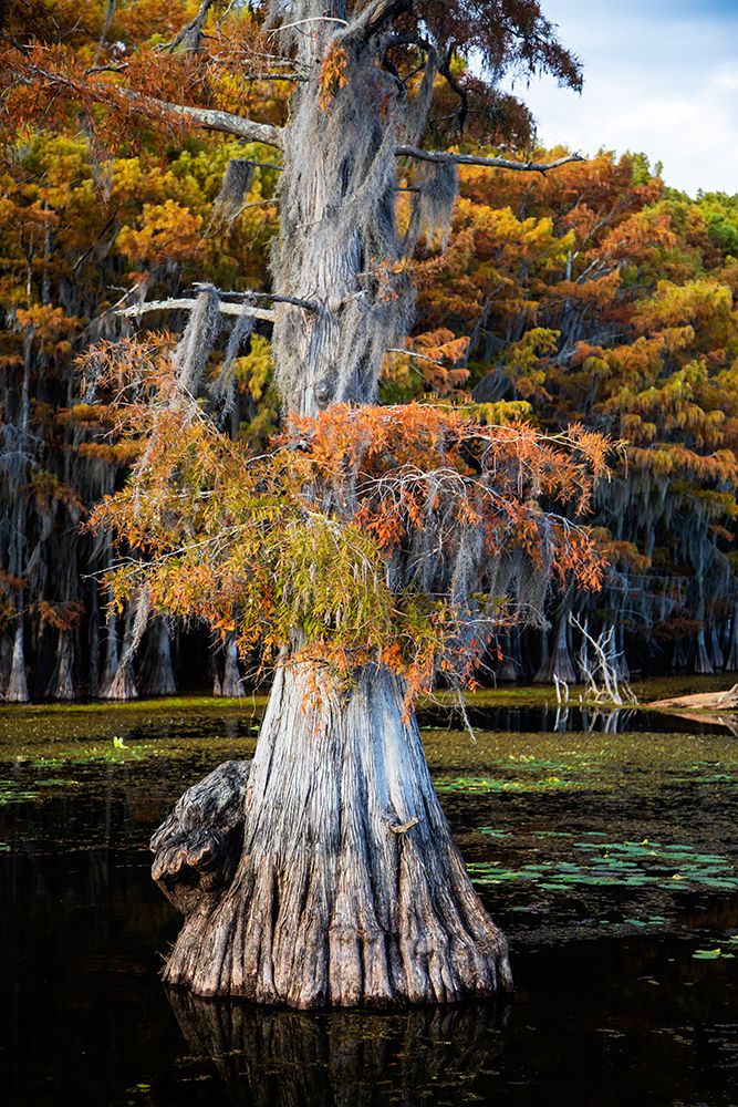 Bald cypress and Spanish moss- Caddo Lake- Texas art print by Larry Ditto for $57.95 CAD