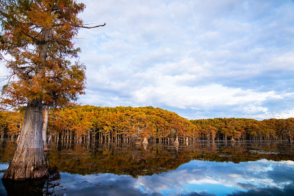 Bald cypress forest- Caddo Lake- Texas art print by Larry Ditto for $57.95 CAD