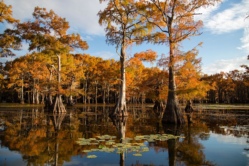 Bald cypress in fall color art print by Larry Ditto for $57.95 CAD