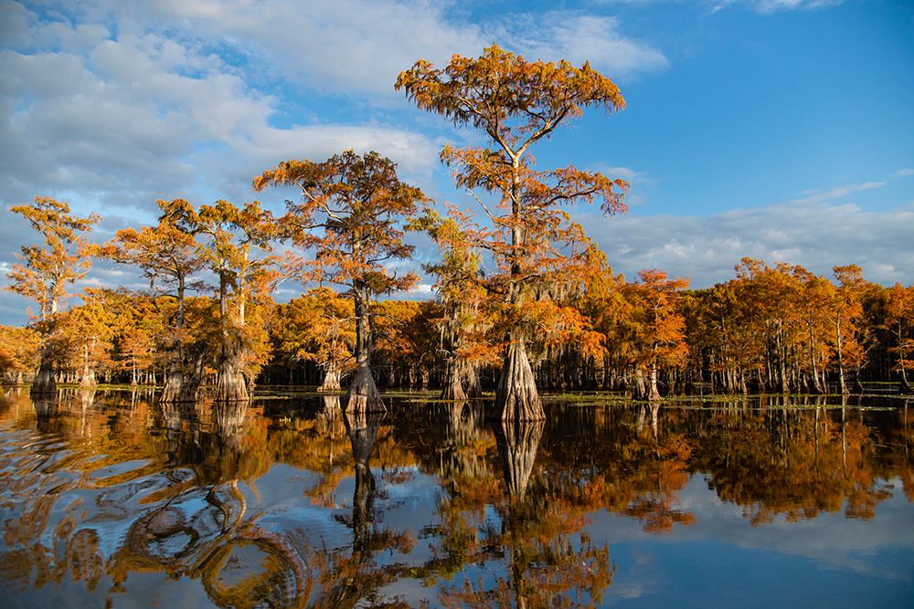 Bald cypress in fall color art print by Larry Ditto for $57.95 CAD