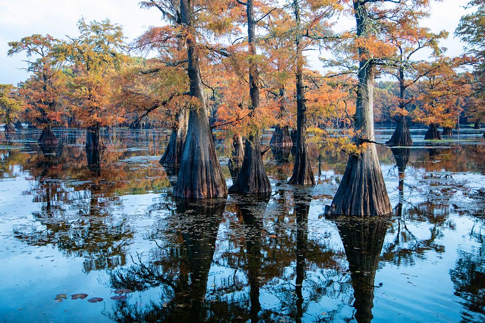 Bald cypress in fall color art print by Larry Ditto for $57.95 CAD