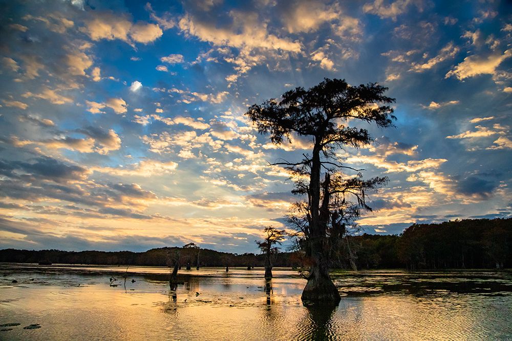 Bald cypress silhouetted at sunrise- Caddo Lake- Texas art print by Larry Ditto for $57.95 CAD