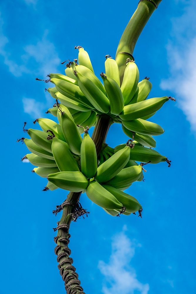 Bunch of bananas on tree art print by Lisa S. Engelbrecht for $57.95 CAD