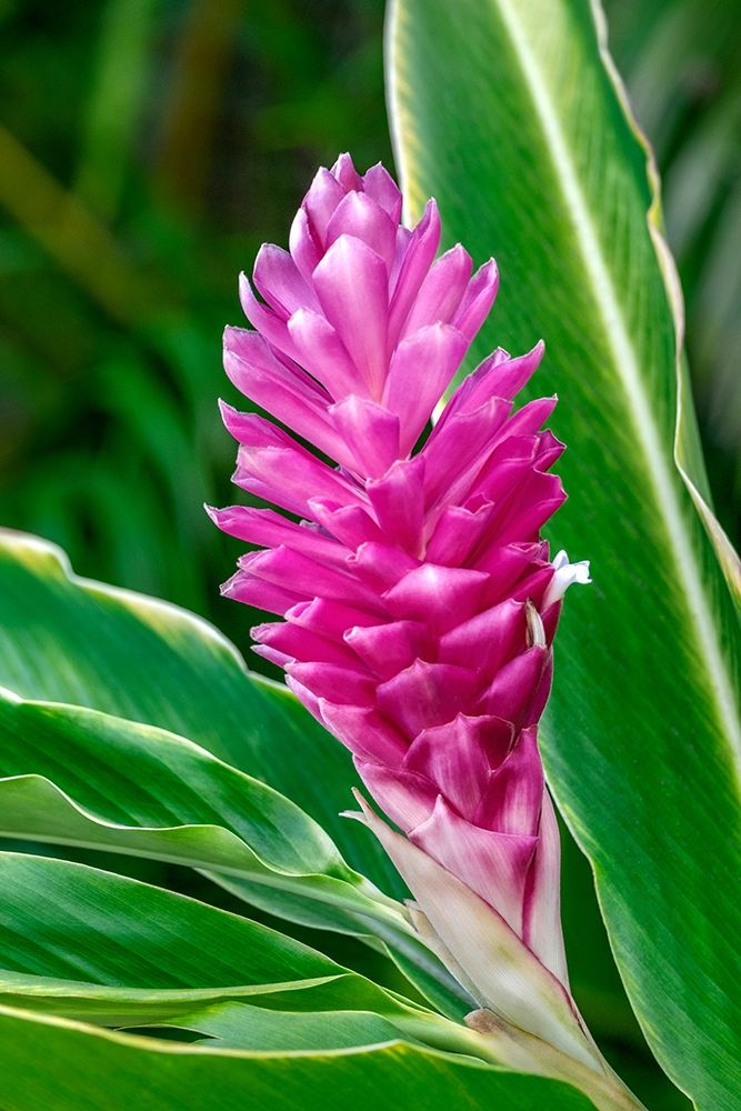 Pink Ginger plant art print by Lisa S. Engelbrecht for $57.95 CAD