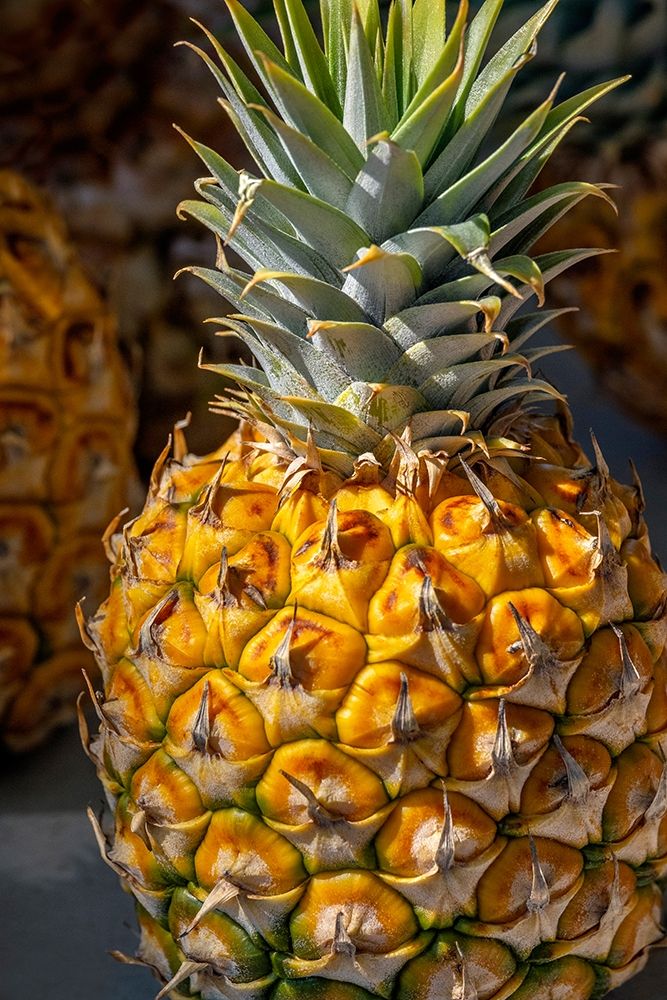Sugarloaf pineapple art print by Lisa S. Engelbrecht for $57.95 CAD