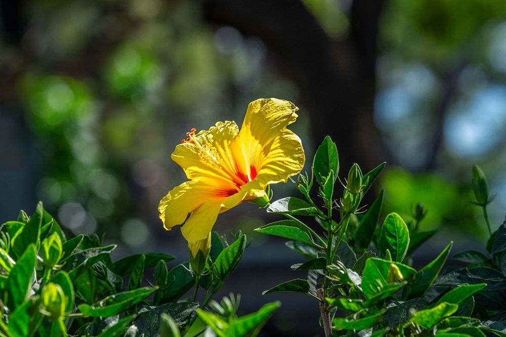 Yellow Hibiscus art print by Lisa S. Engelbrecht for $57.95 CAD