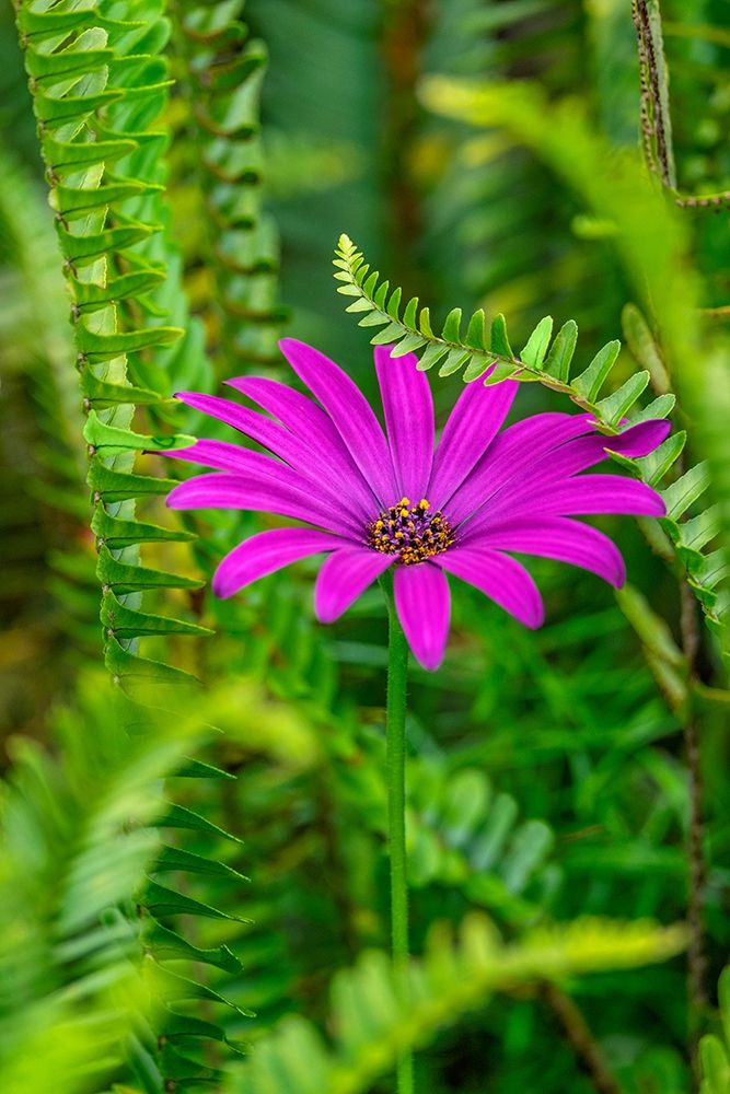 African daisy art print by Lisa S. Engelbrecht for $57.95 CAD