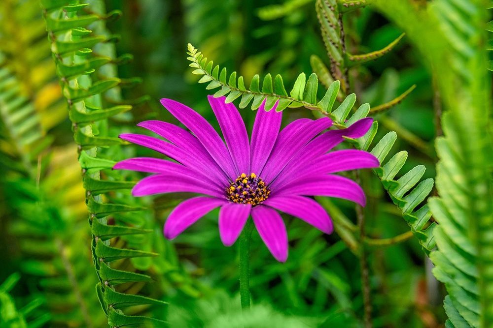 African daisy art print by Lisa S. Engelbrecht for $57.95 CAD