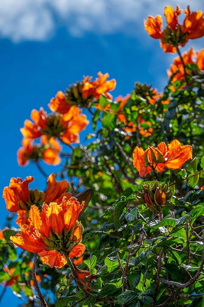 African tulip tree art print by Lisa S. Engelbrecht for $57.95 CAD